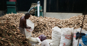 Petani Singkong Lampung agar Tak Limbung