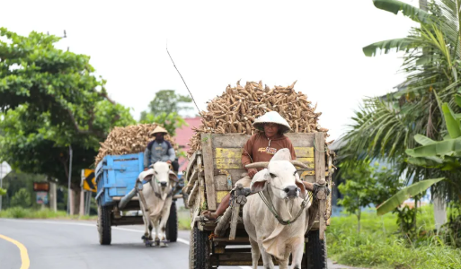 Pantangan Terbatas Memasukkan Ketela pohon serta Tapioka