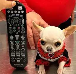 Rekor Anjing Terkecil di Dunia