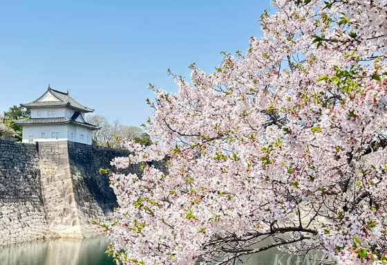 Hargai Tiap Momen Catatan Sakura Kastil Osaka